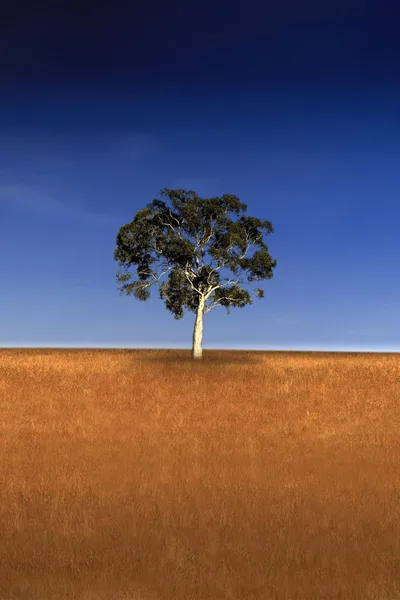 Who Do You Think You Are?